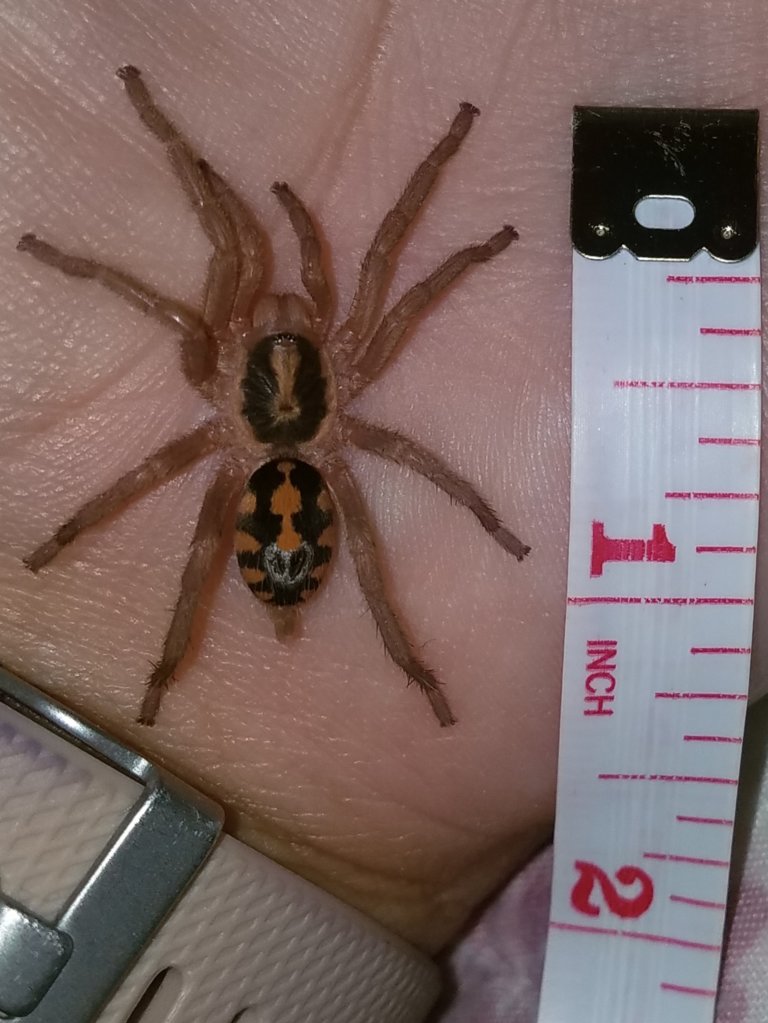 H. sp colombia large