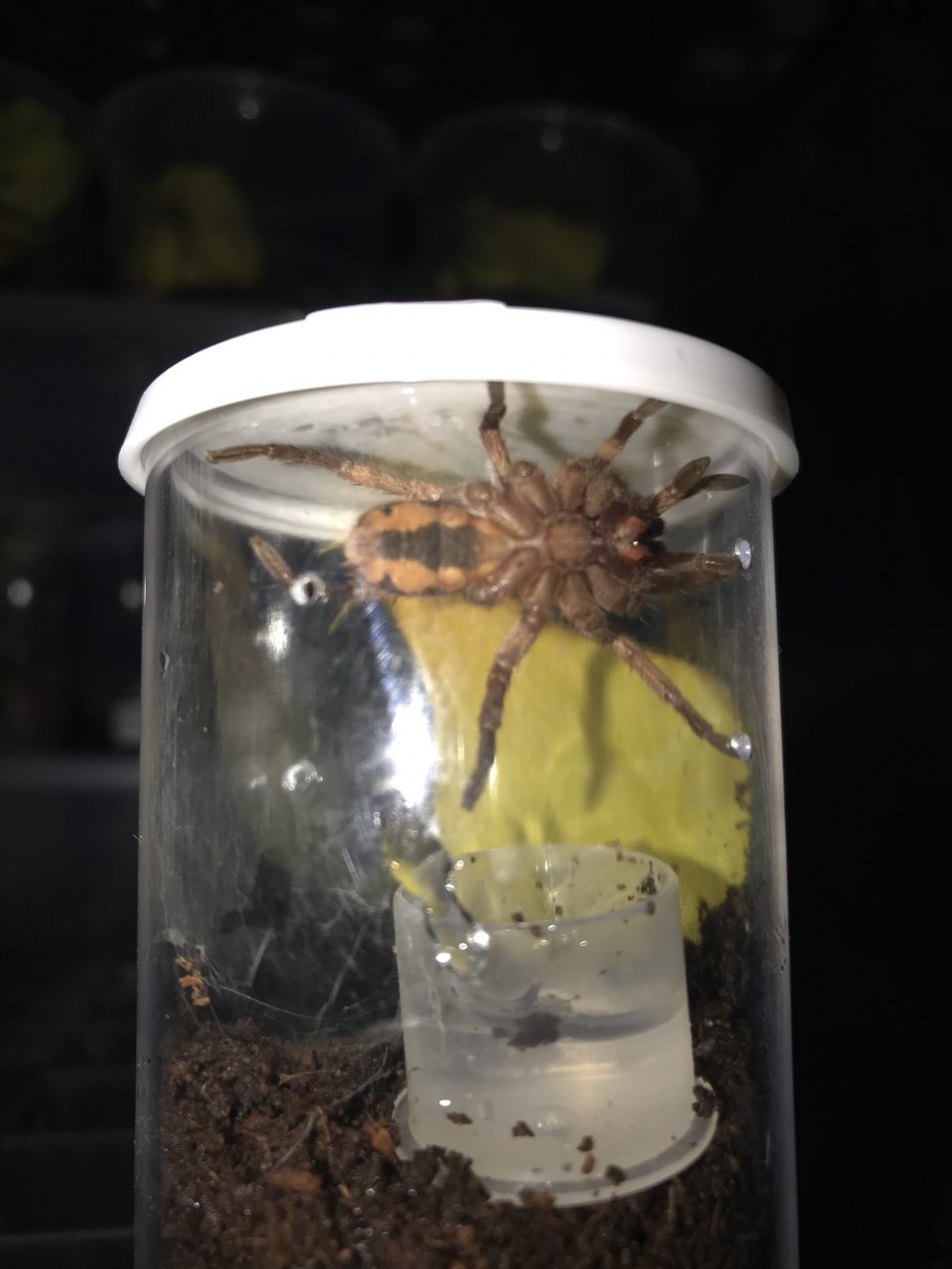 H. sp Colombia Large