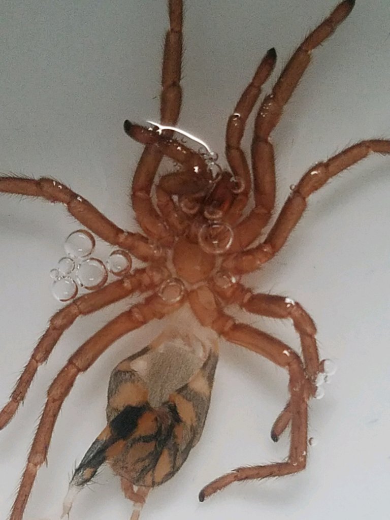 H. sp colombia *lg