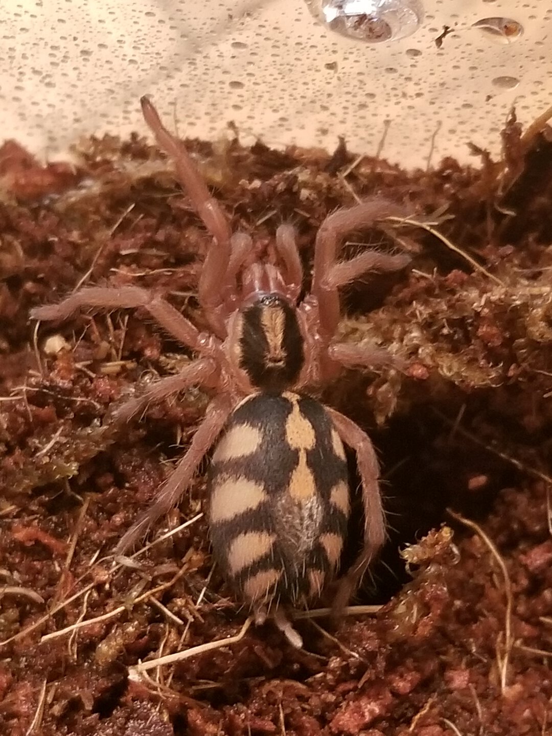 H. sp Colombia lrg. sling one of two