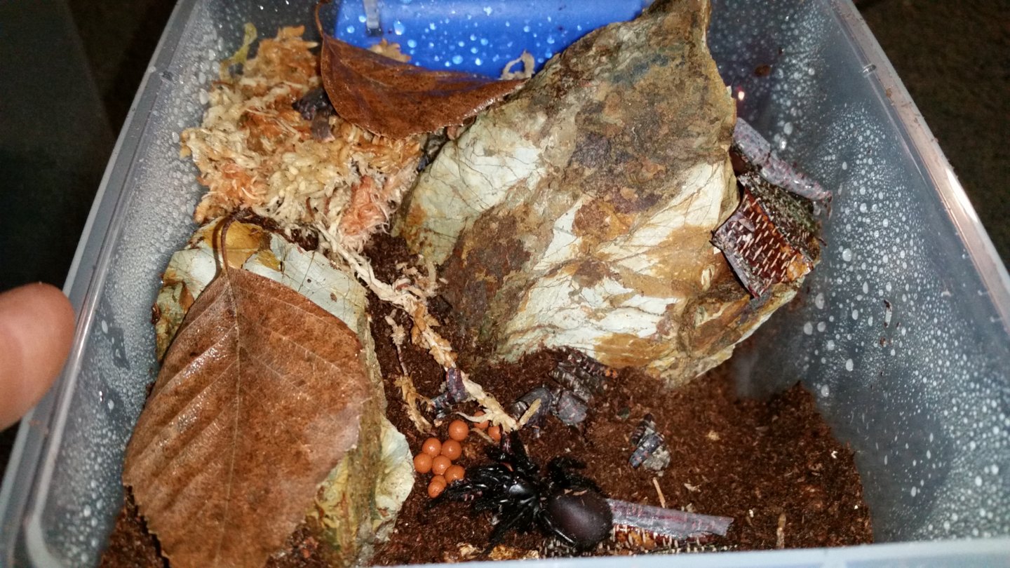 H.Valida rehoused