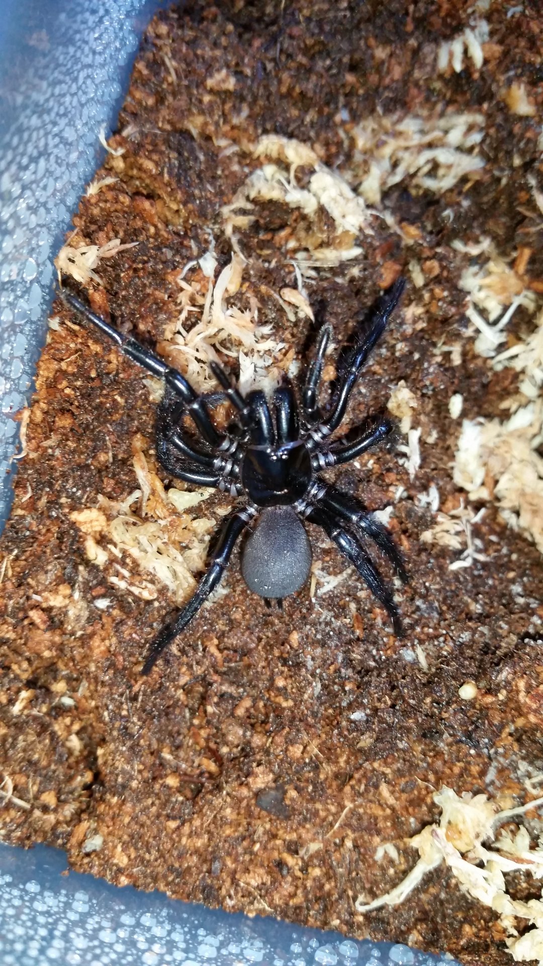 H.Versuta rehoused