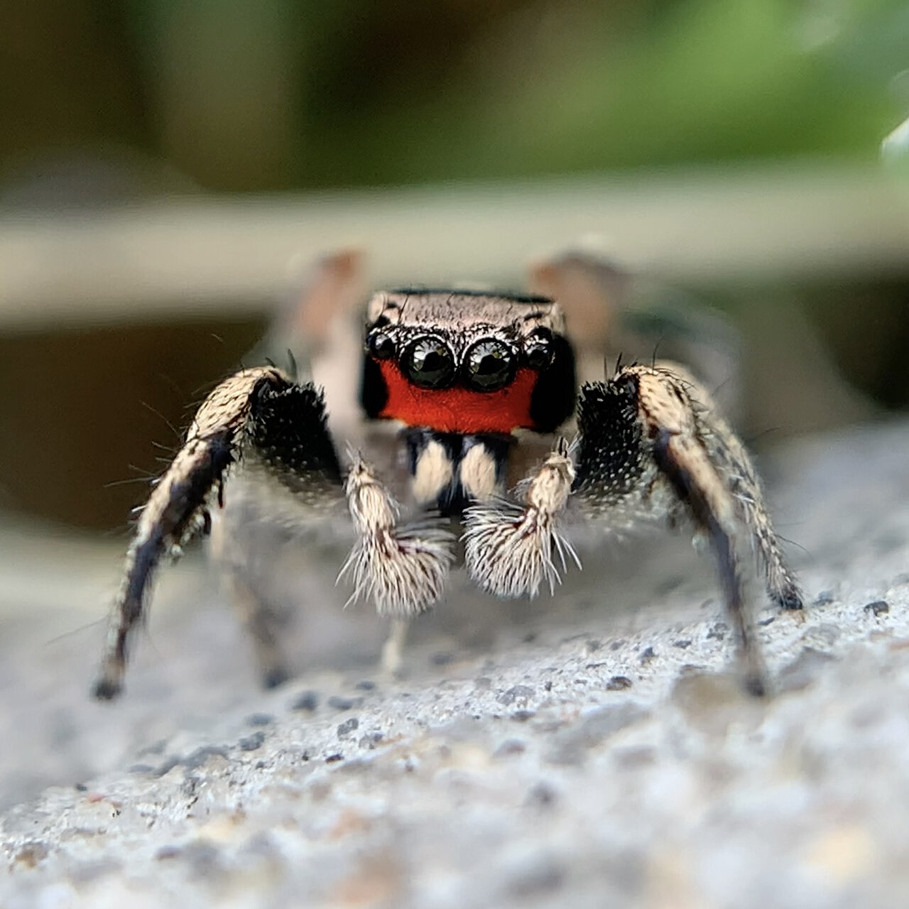 Habronattus coecatus adult male