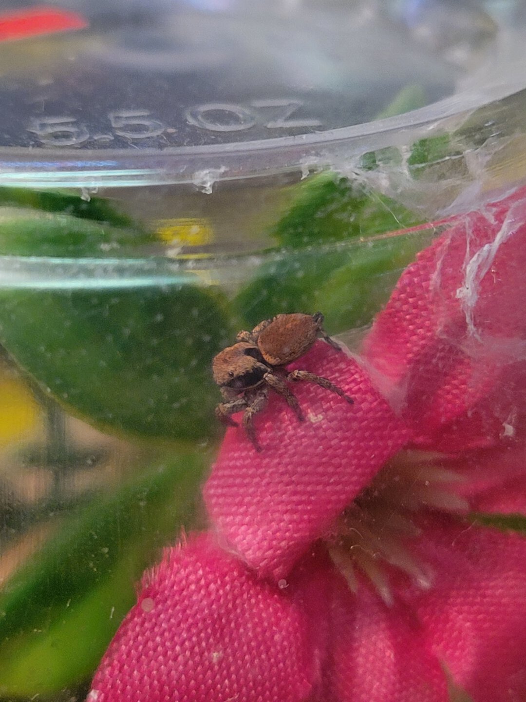 Habronattus oregonensis post-molt