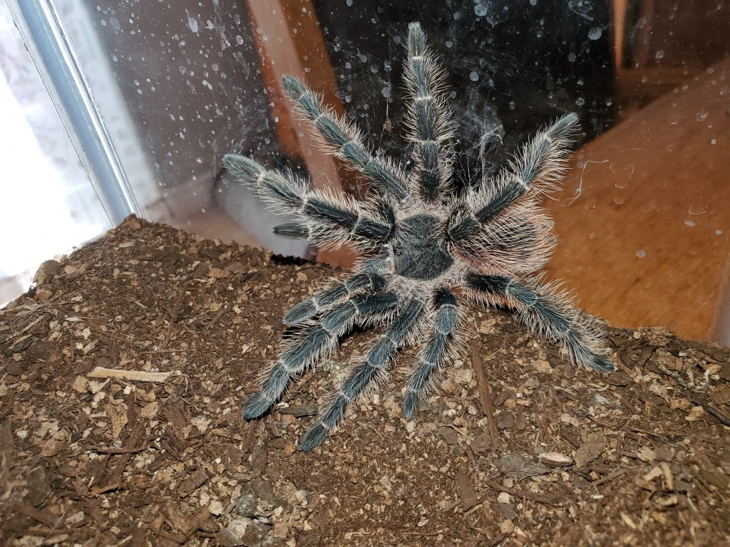 Had a Tarantula dropped off just want some help to identify