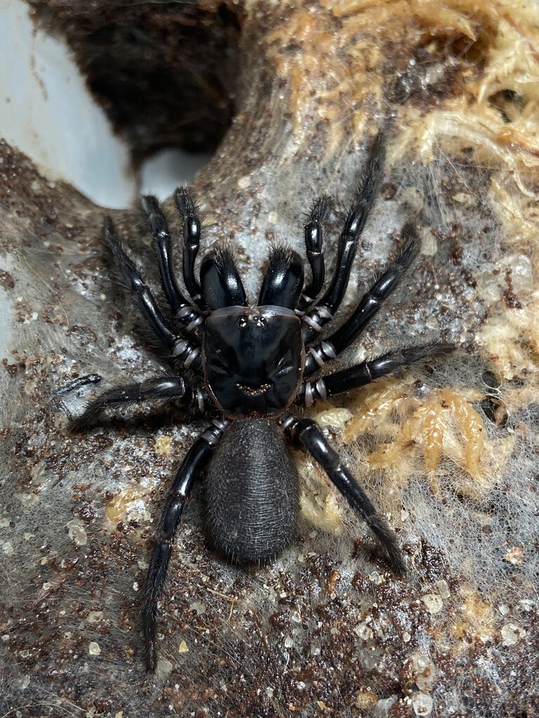 Hadronyche cerberea (Tallaganda locale)