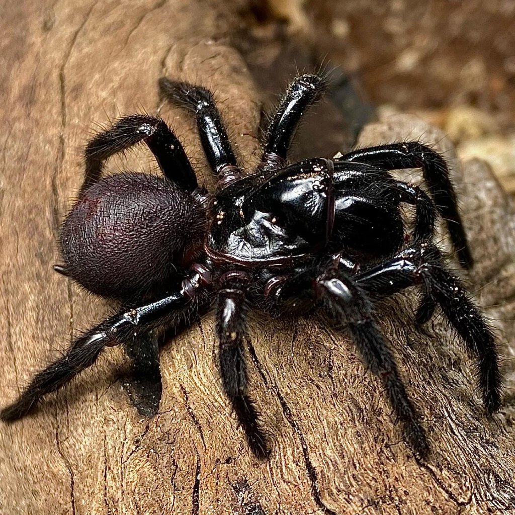 Hadronyche sp. “Buderim”