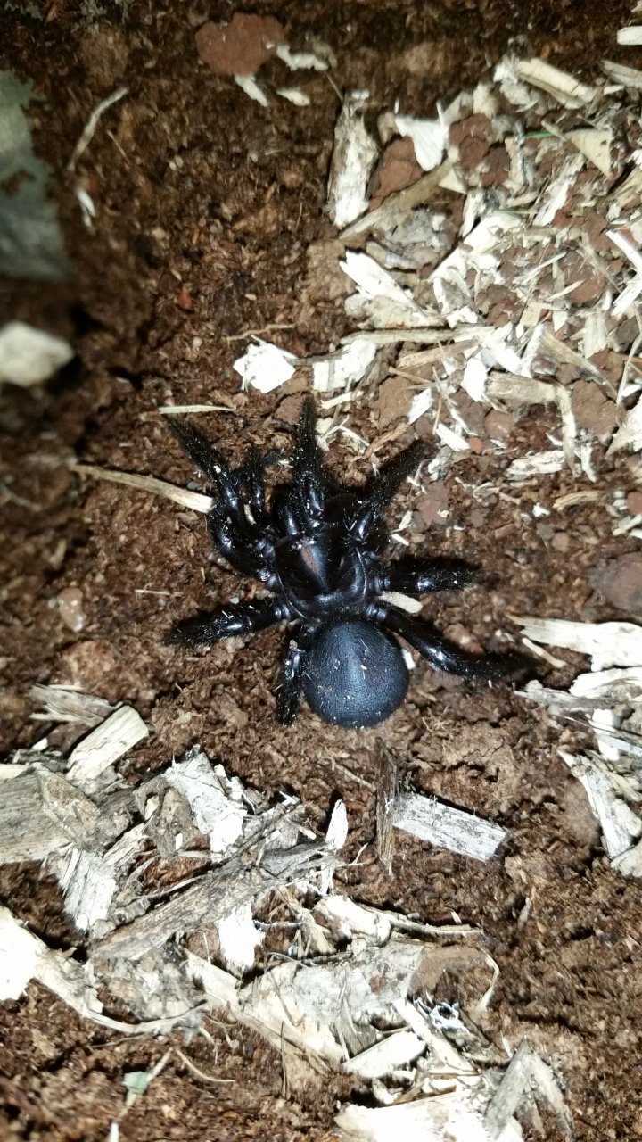 Hadronyche Valida subadult female