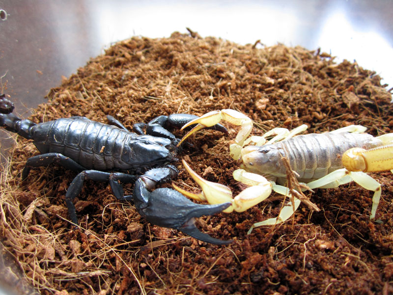 Hadrurus arizonensis  vs  Heterometrus spinifer