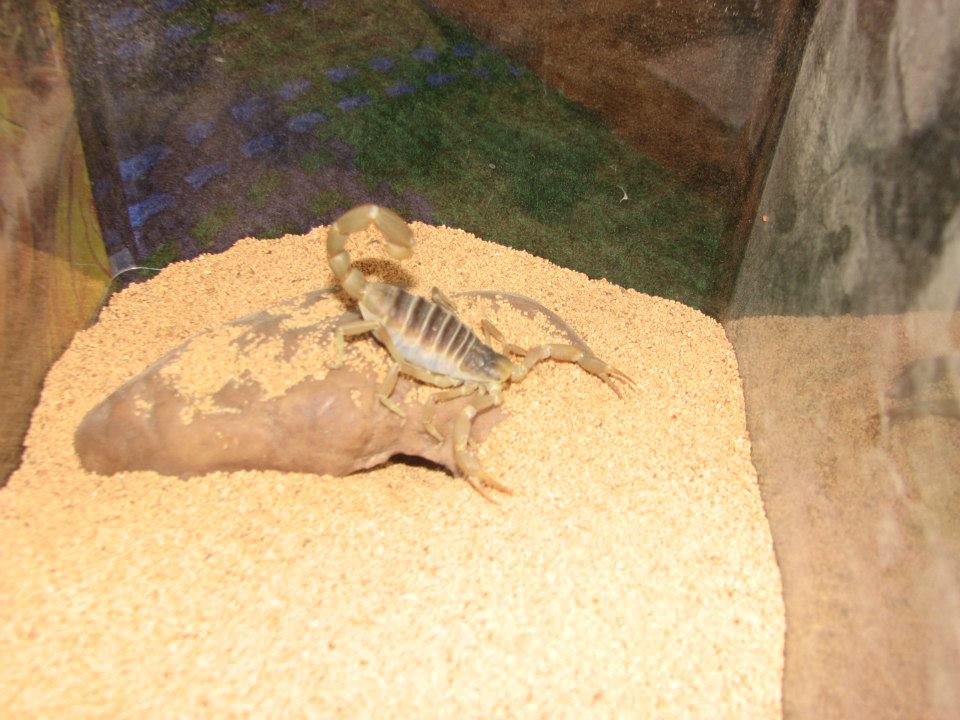 Hadrurus arizonensis