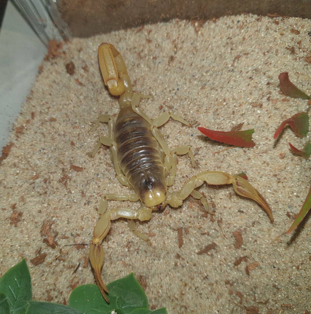 Hadrurus Arizonensis