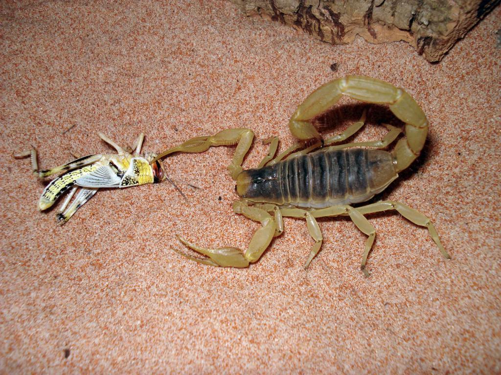 Hairy Desert Scorpion