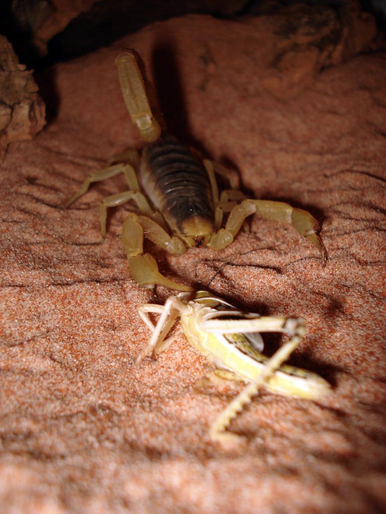 Hairy Desert Scorpion