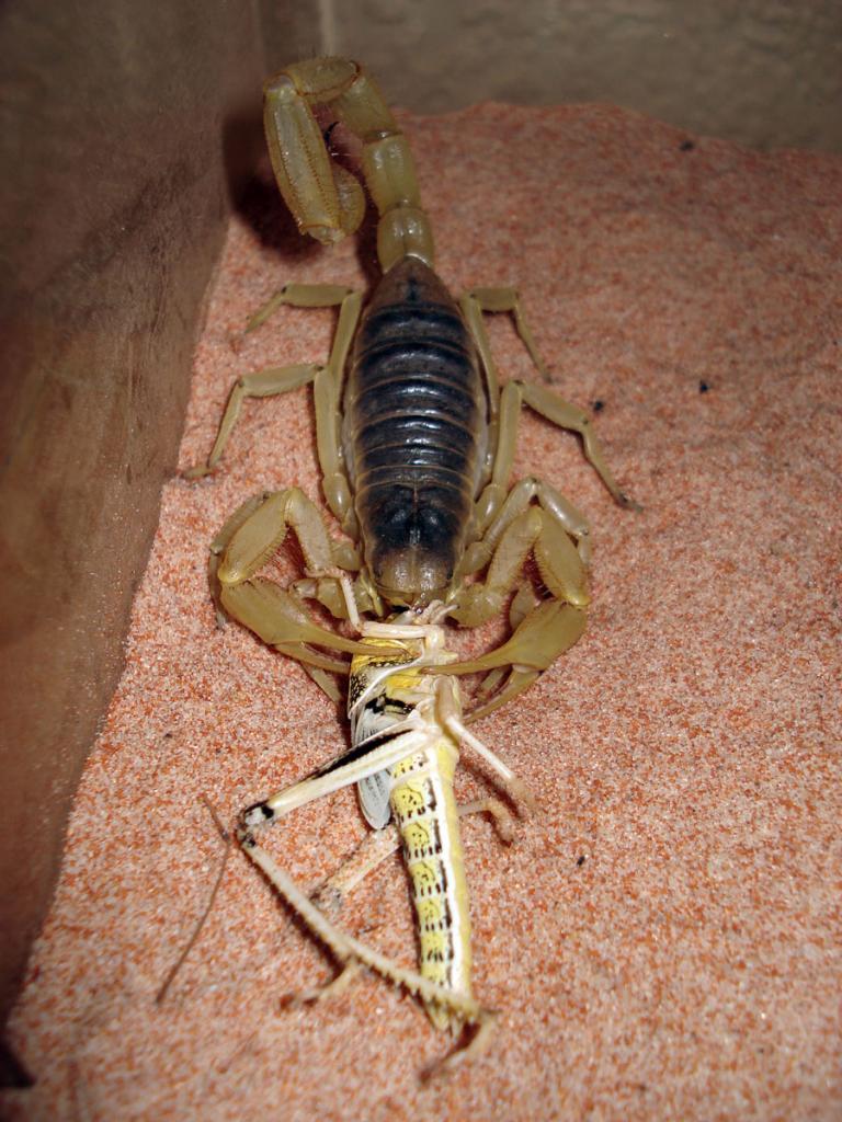 Hairy Desert Scorpion