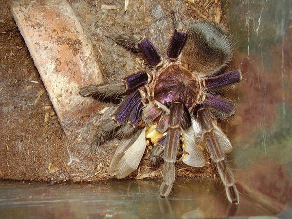 Haitain Brown- female with roach dinner, Shes more purple than brown to me!