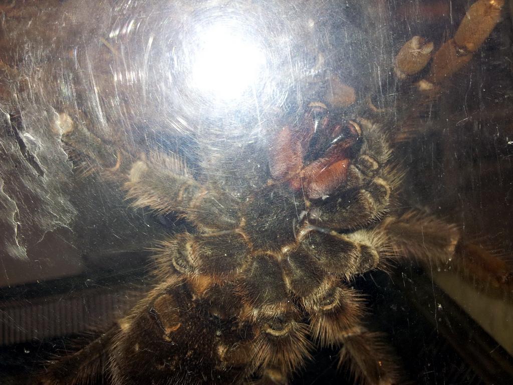 Haitian brown tarantula