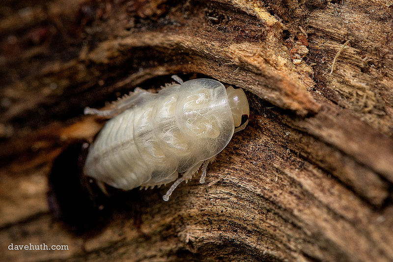 Halloween Hissing Cockroach (Elliptorhina javanica)