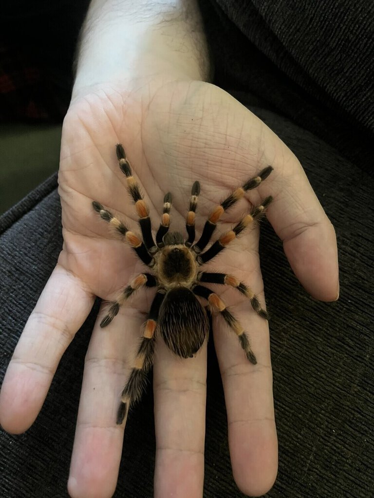 Hamorii or Smithi?