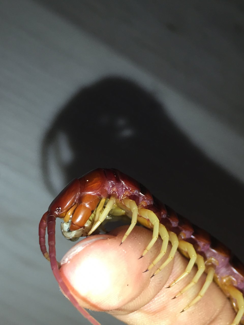 Hand-fed scolopendra gigantea