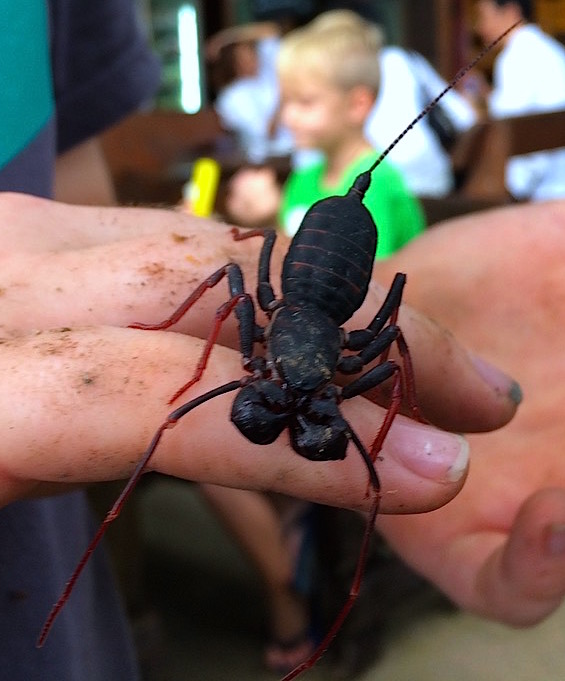 handling a big vinegaroon. (stupid)