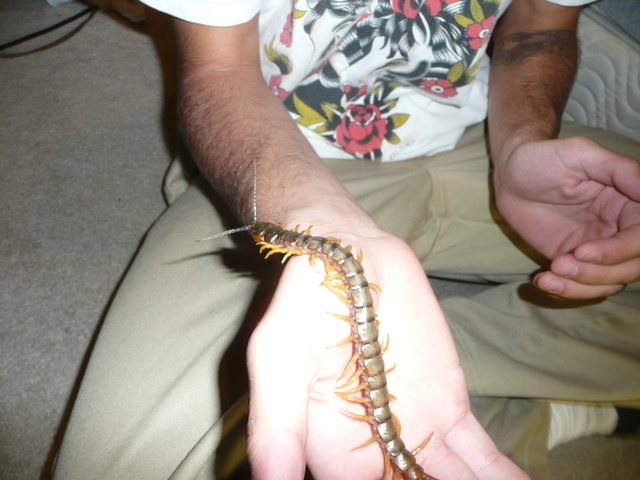 Handling Centipede