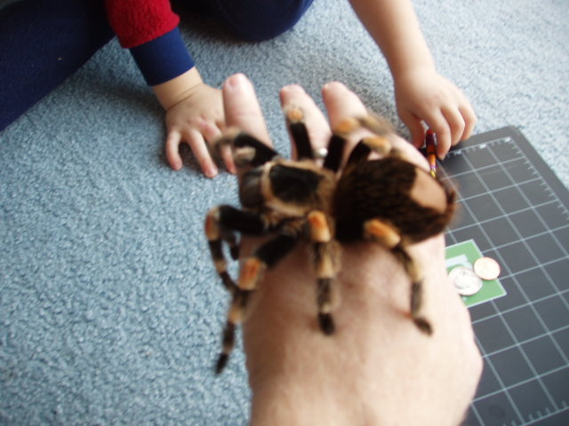 Handling Large Female B. Smithi