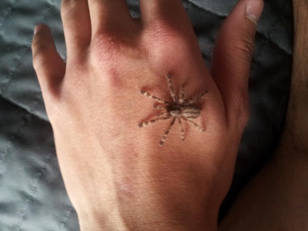 handling my Poecilotheria regalis