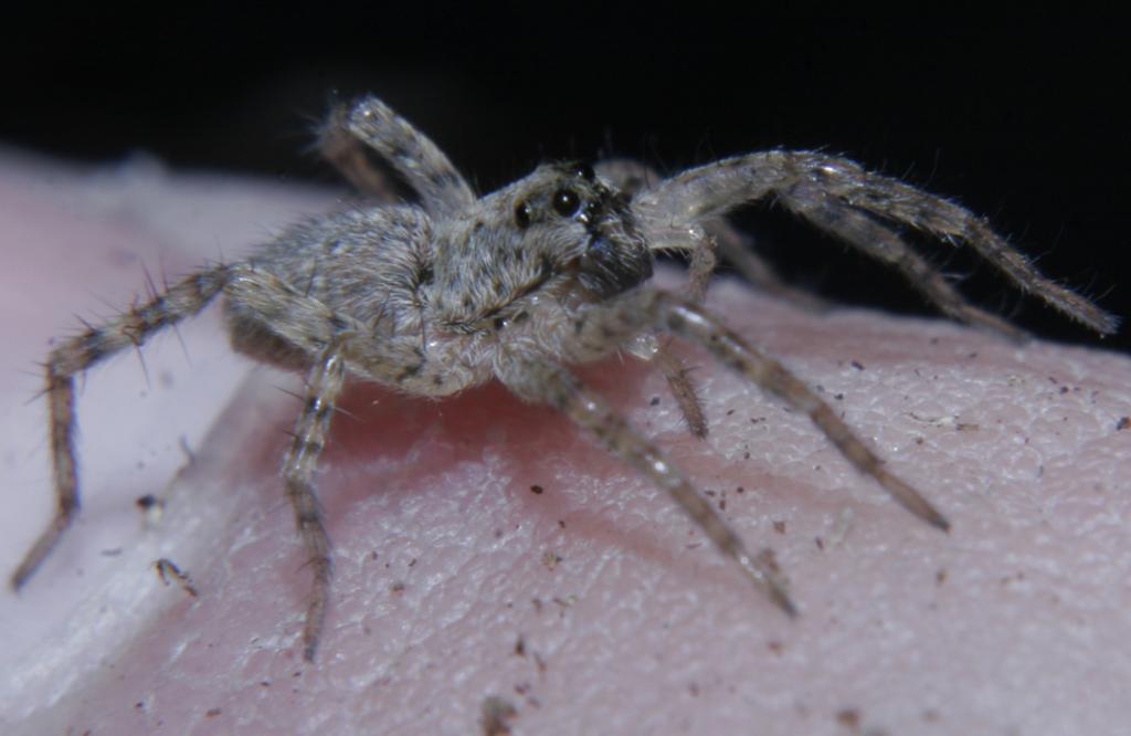 handling wolf spider