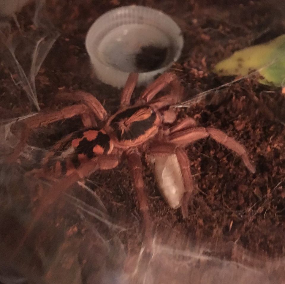 Hapalopus sp.”columbian” large female