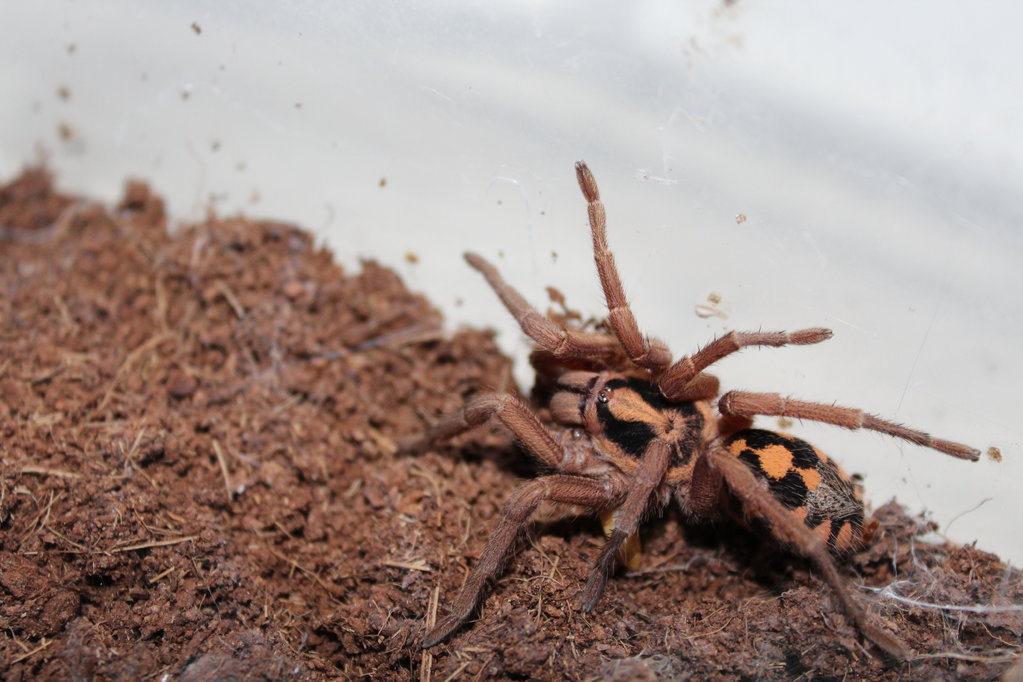 Hapalopus Sp Big