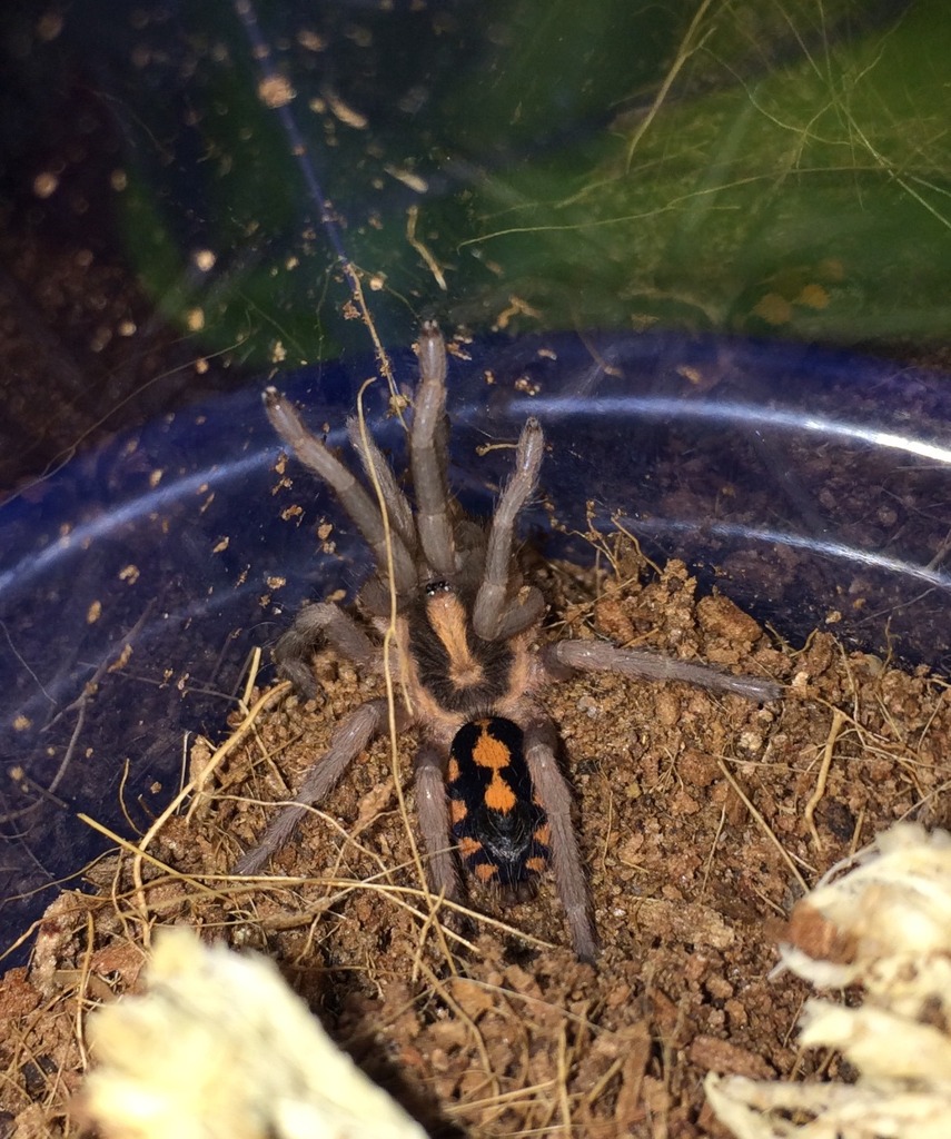 Hapalopus sp. Colombia freshly molted