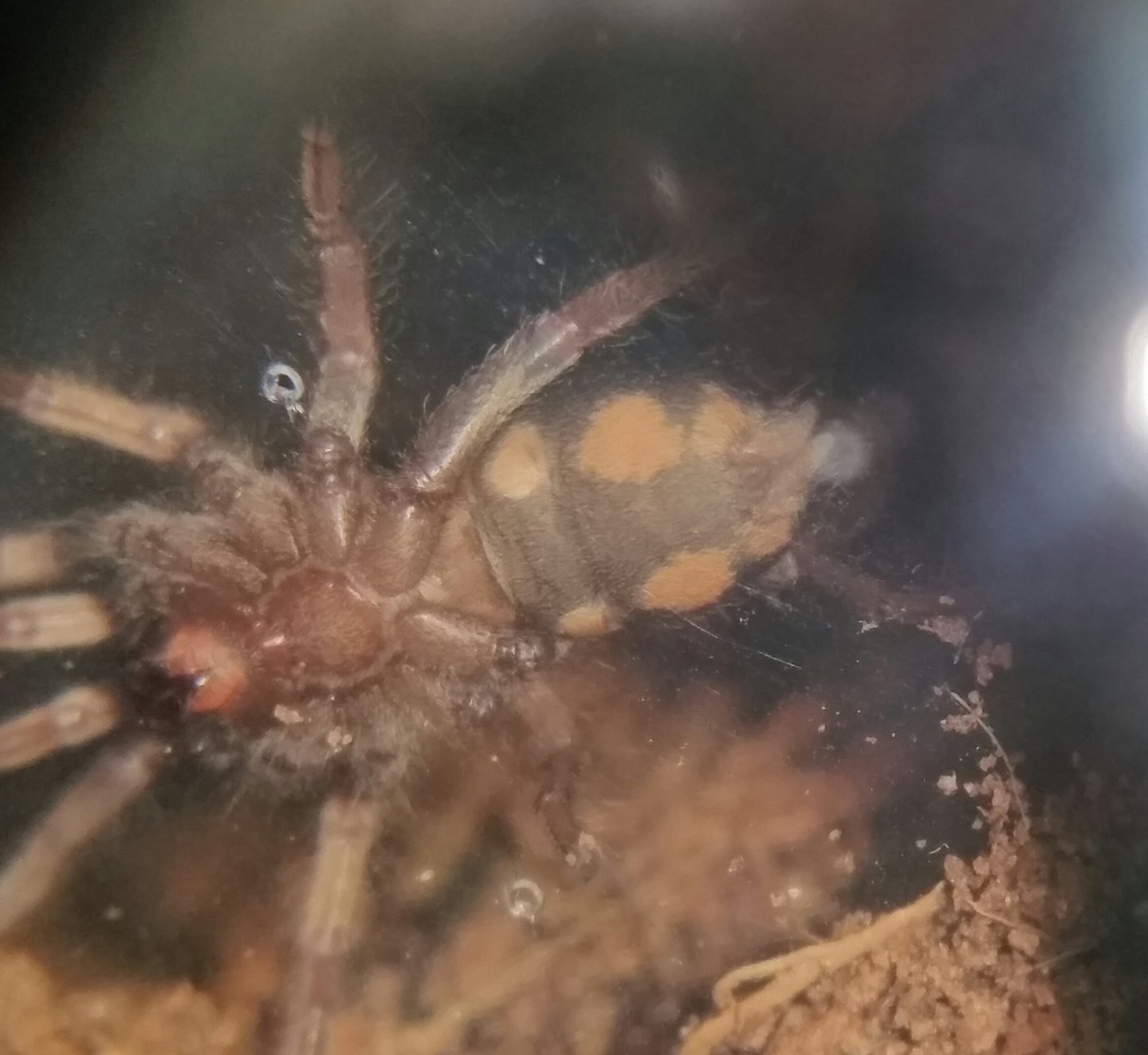 Hapalopus sp colombia klein #2