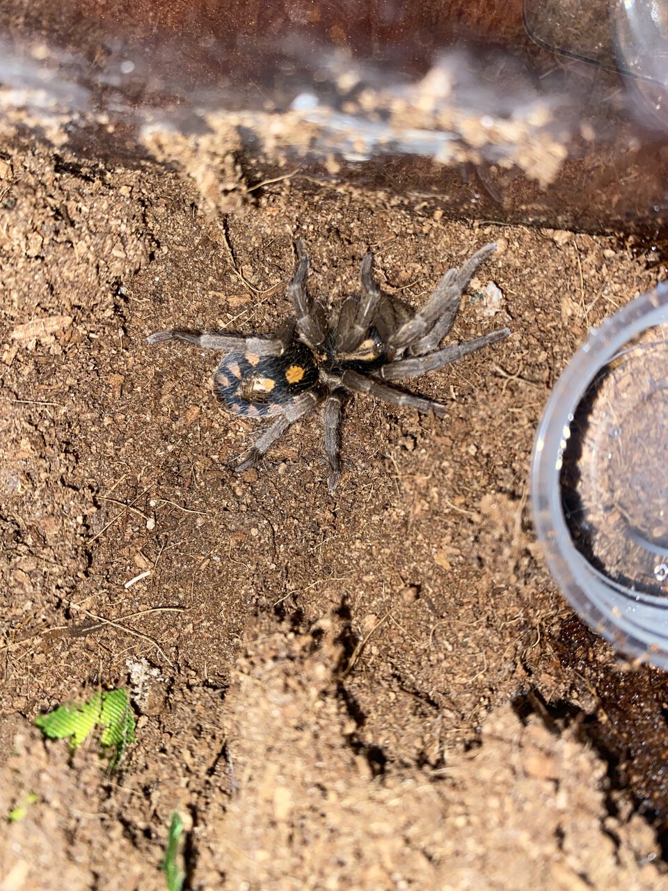 Hapalopus sp Colombia klein