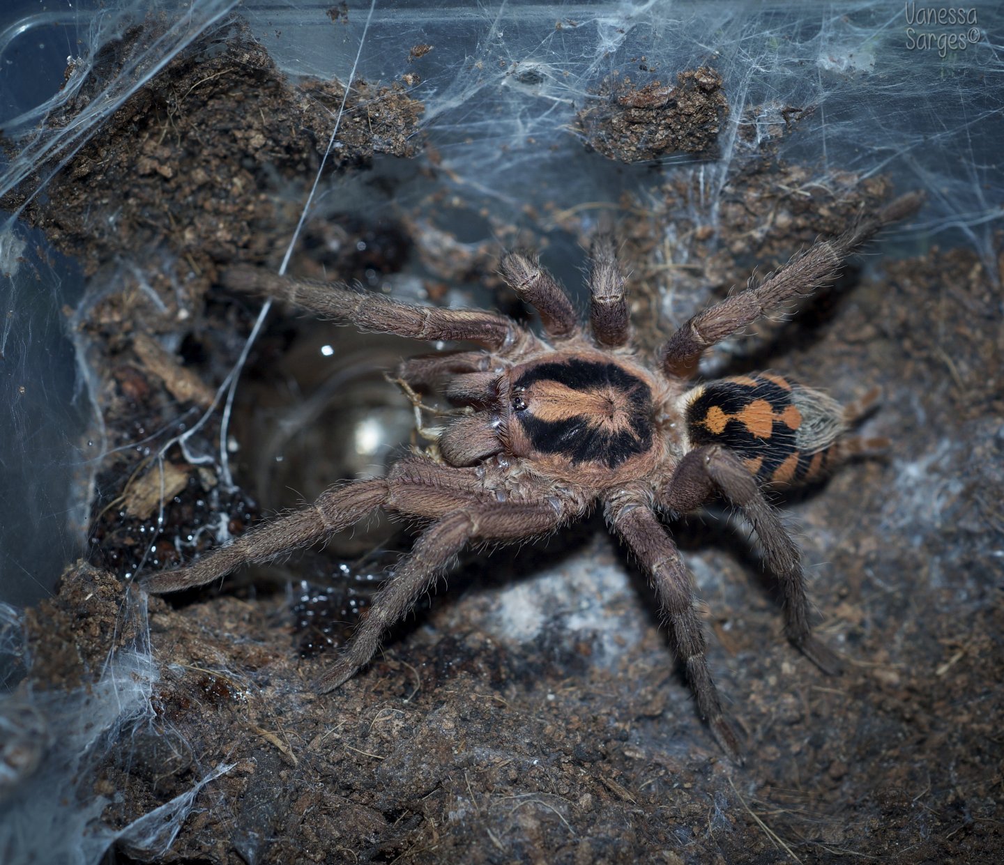 Hapalopus sp. Colombia Large Mature Male RIP ♥