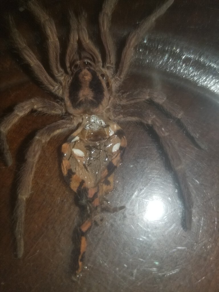 Hapalopus sp. "Colombia large" [molt sexing] [2/2]