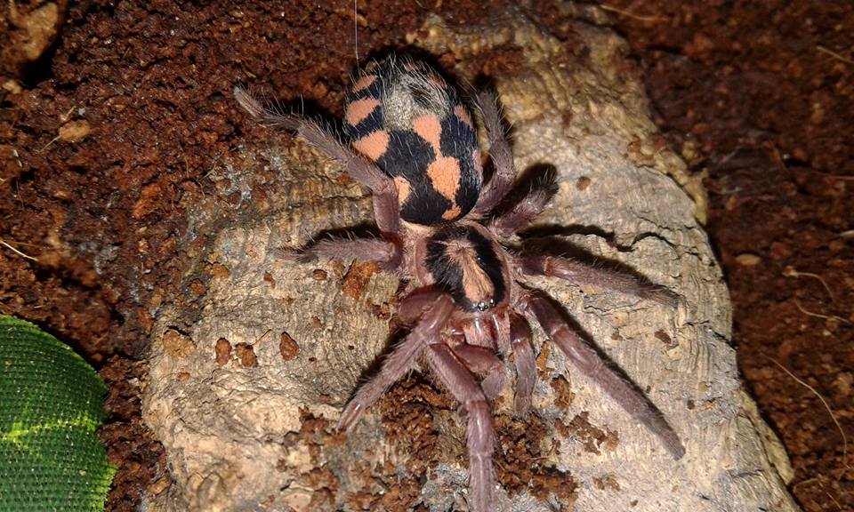 Hapalopus sp. Colombia large