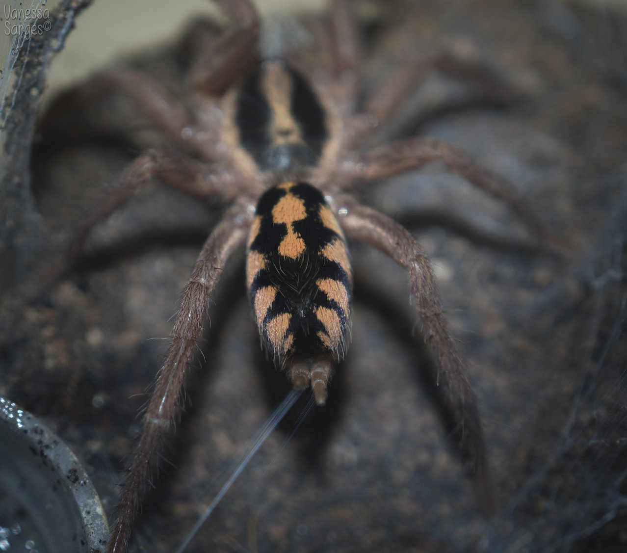 Hapalopus sp. Colombia Large