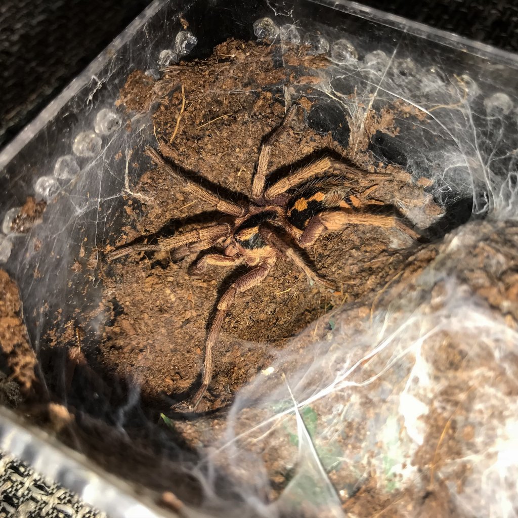 Hapalopus sp Colombia large