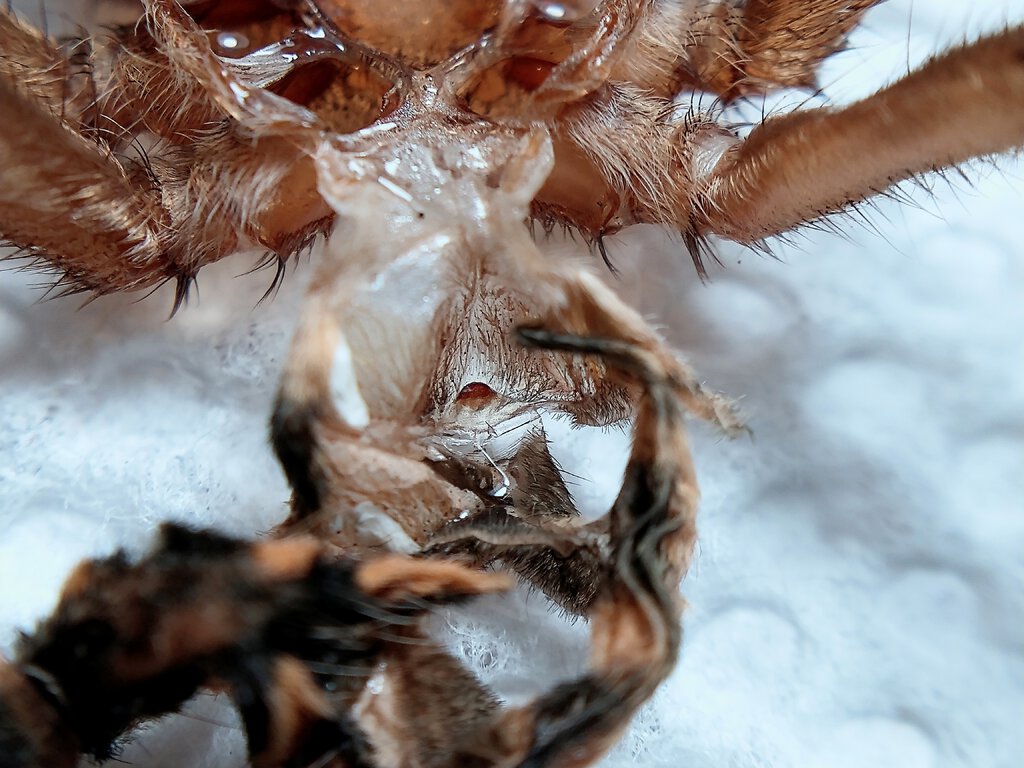 Hapalopus sp. Colombia Large