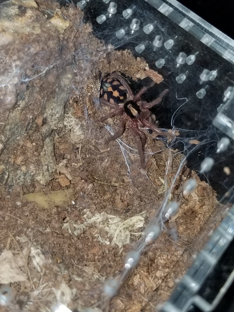 Hapalopus sp. Colombia sling