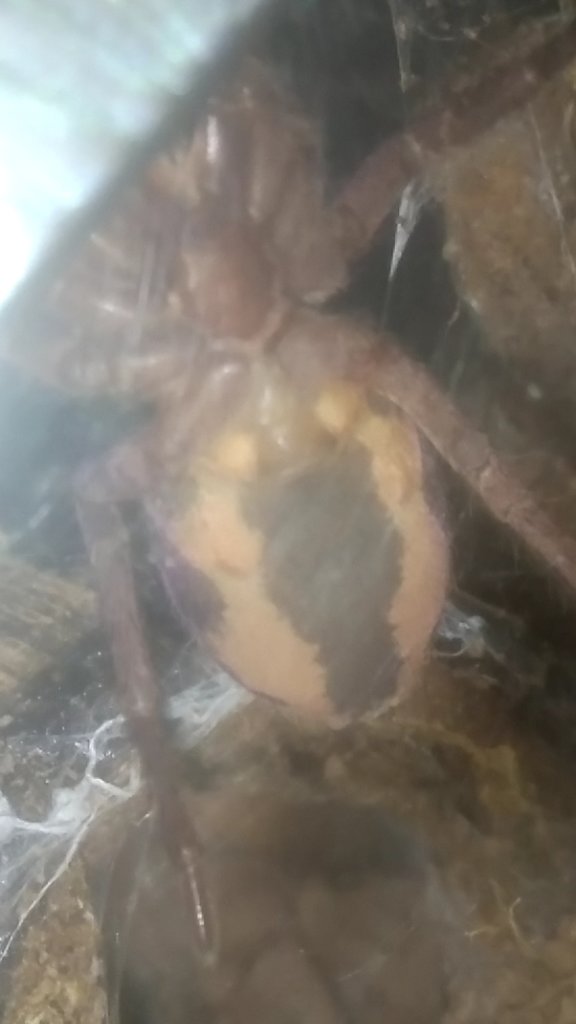 Hapalopus sp. "Colombia" [ventral sexing]