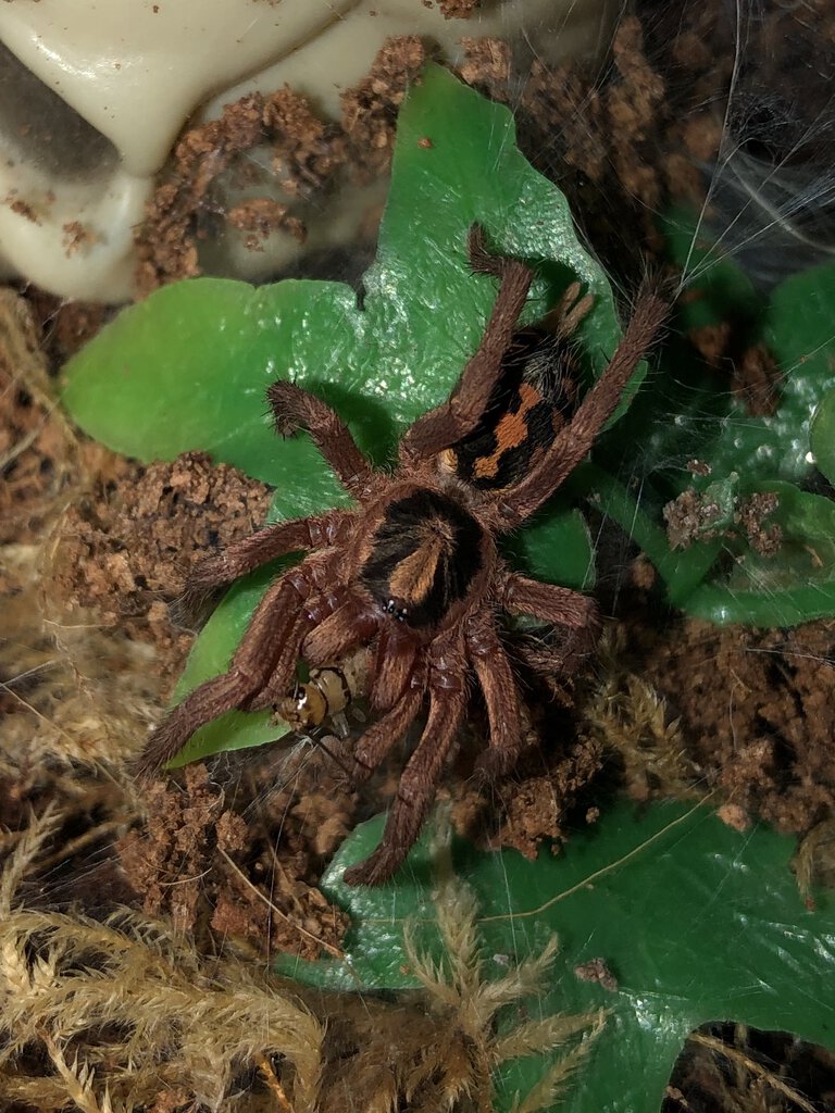 Hapalopus sp. Colombia