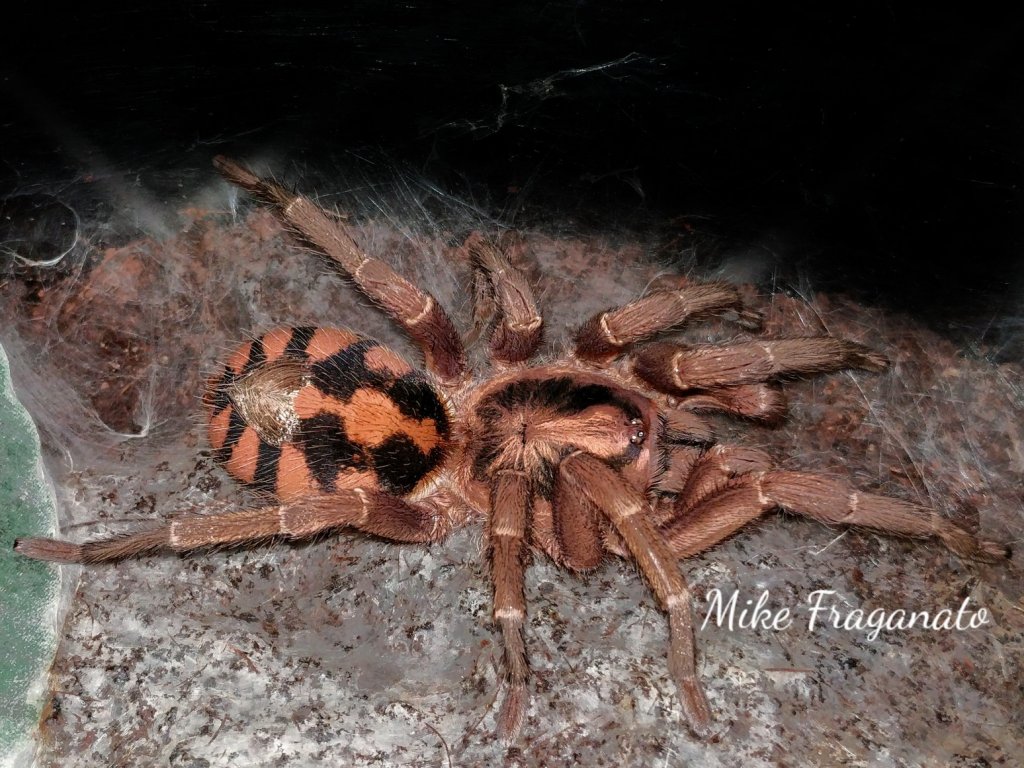 Hapalopus Sp Columbia lg