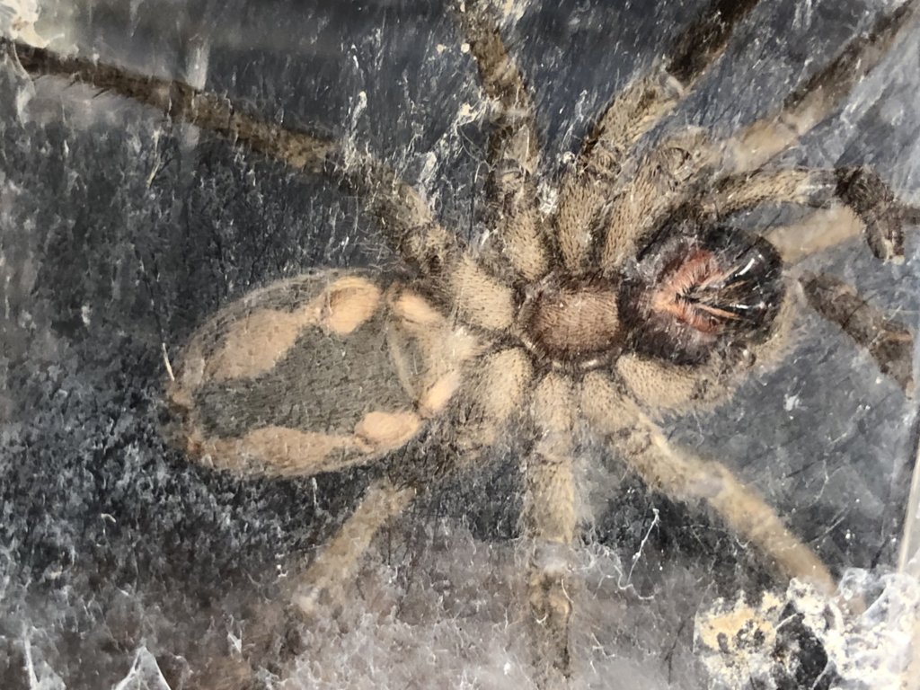 Hapalopus sp. Columbia (Pumpkin Patch)