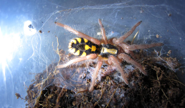 Hapalopus Sp.(columbia)