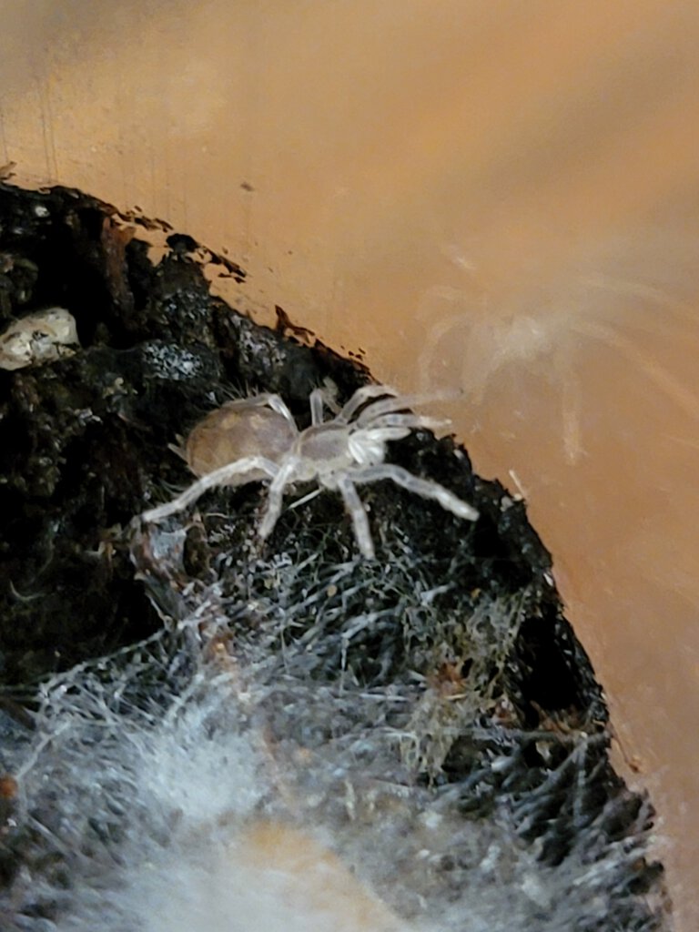 Hapalopus Sp. Columbia