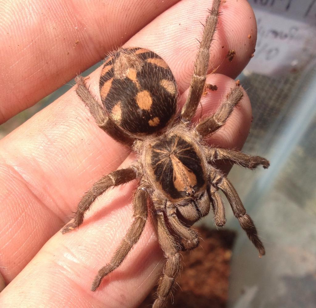 Hapalopus sp &quot;small&quot;