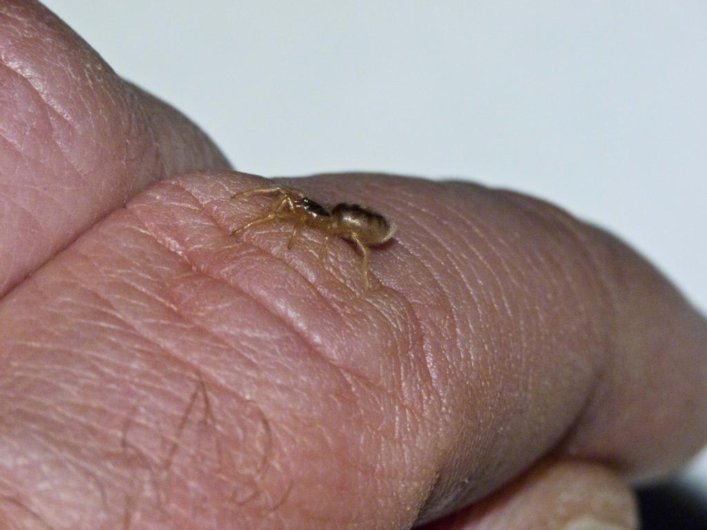 Hapalopus sp.
