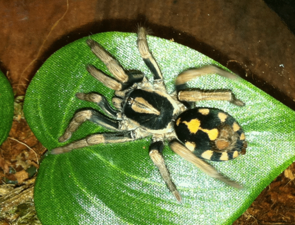 Hapalopus Triseriatus Female