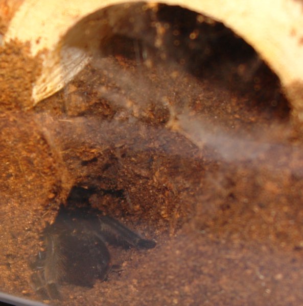 Haplo. sp. burrow under hide.